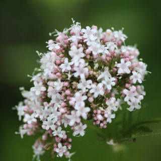 Extract de Valeriană (Valeriana officinalis)