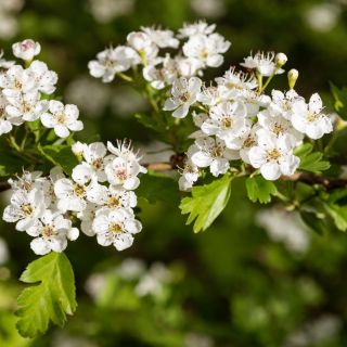Extract de Păducel (Crataegus monogyna)