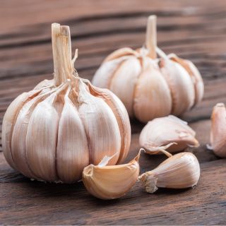 Extract de Usturoi (Allium sativum)