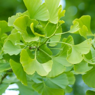 Extract de Ginkgo Biloba